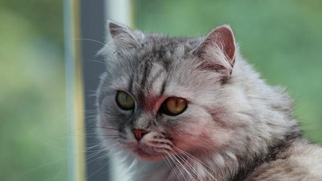 Ilustrasi kucing persia |  Carolina Castilla Arias dari Pexels