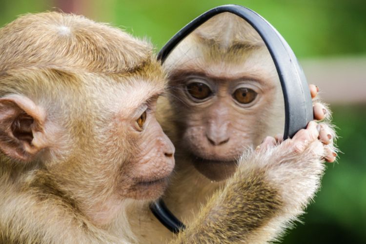 Buat Panik Tenaga Medis, Kawanan Monyet Rampas Sampel Tes Darah Pasien COVID-19 di India - Pikiran-Rakyat.com